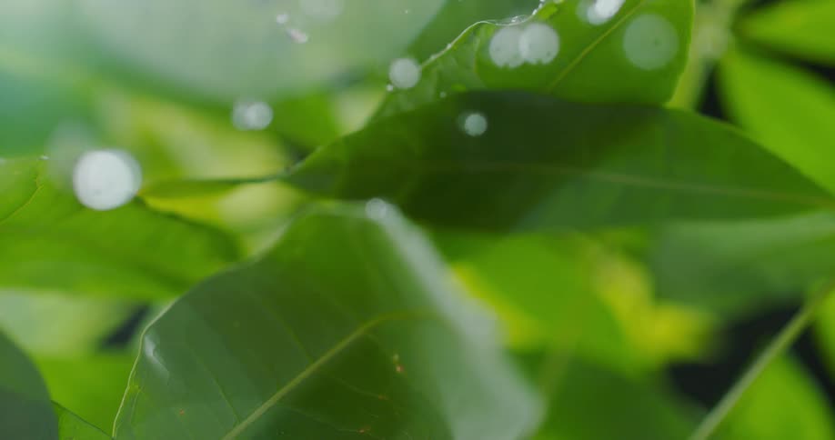 Many droplets of water tumble off of a green plant leaf and fall down below