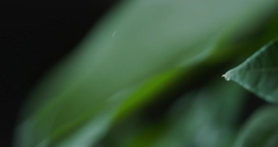 Droplets of water rolls off of a green plant leaf and falls downward onto a leaf below