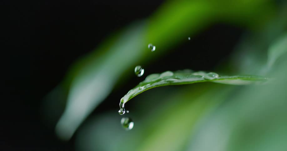 Dew drops fall onto leaf splashing off it
