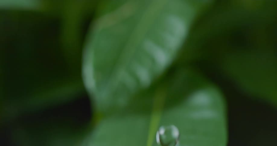 A few droplets of water fall downward and splash onto a leaf below