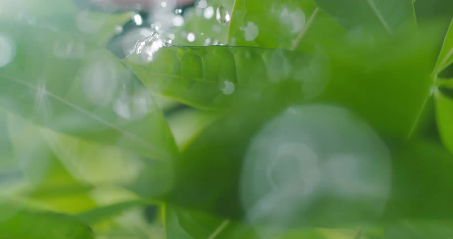 Many small droplets of water roll off of a green plant leaf and fall below