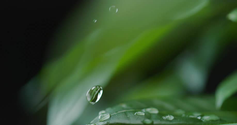 A droplet of water falls off of one leaf and on to another