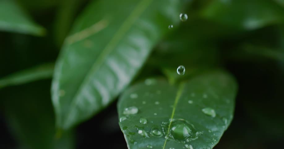 Water drops flow across green leaves