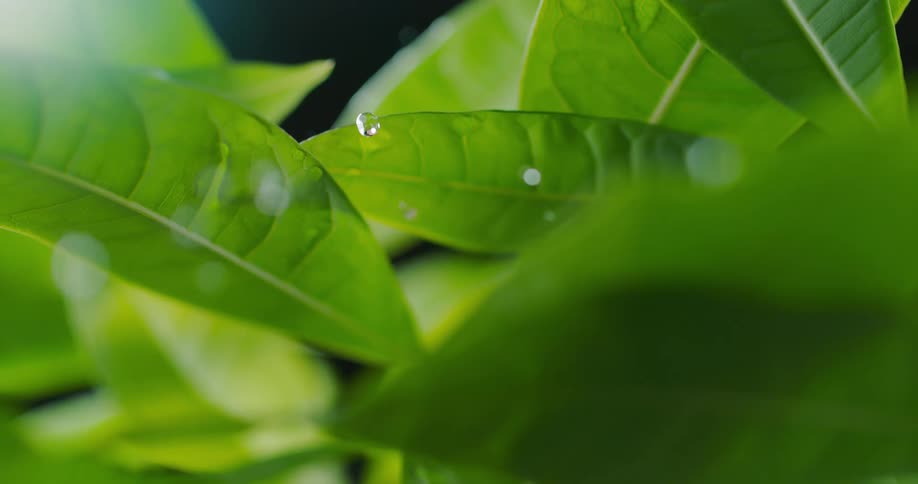 Drops of water fall onto and roll off the leaves of a lush green plant