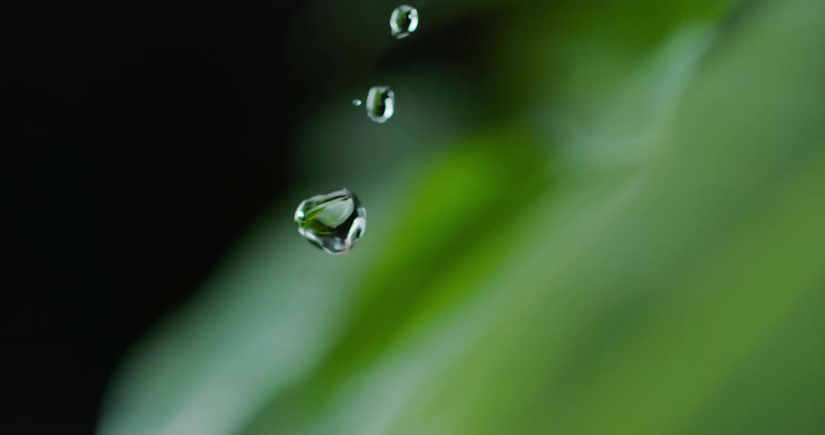 Droplets of water rolls off of a green plant leaf and falls downward onto a leaf below