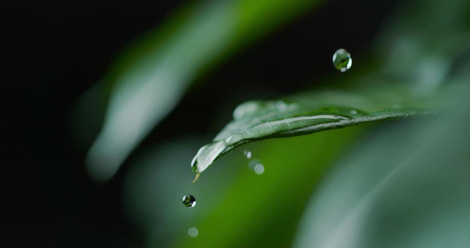 A close up of water falling down a plant and onto a leaf
