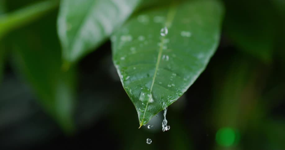 A droplet of water falls from one leaf on to another