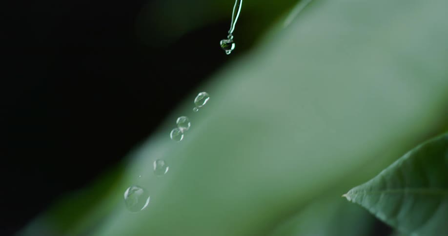 Water drips onto one leaf and drops onto another