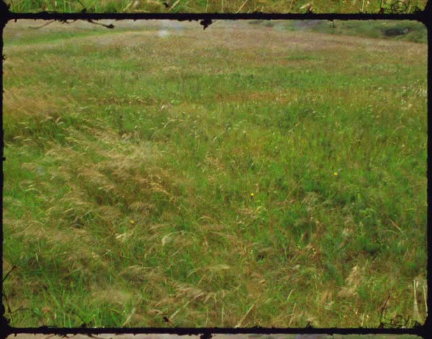 A close up of a field with high winds moving the grass during the day
