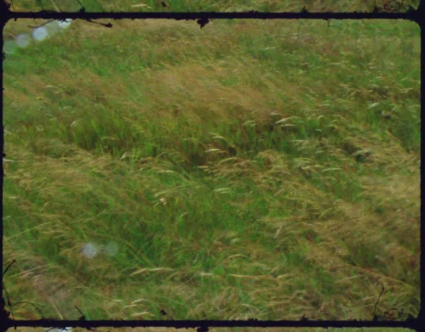 The wind blows swiftly causing the tall grass in a field to sway and bend
