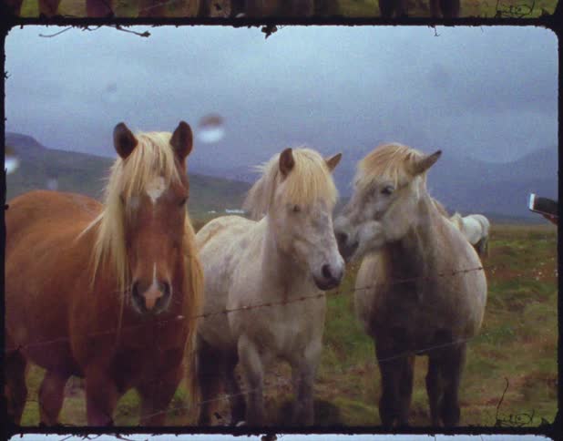 A female is holding a tablet and touches one horse who in turn touches another who touches the third