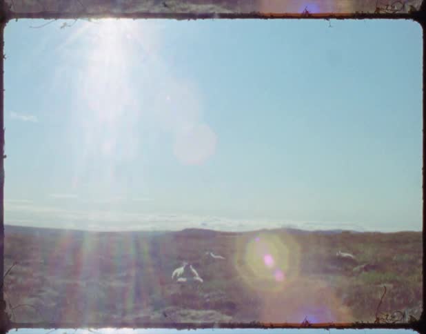 Wind blows across the grass as the sun shines
