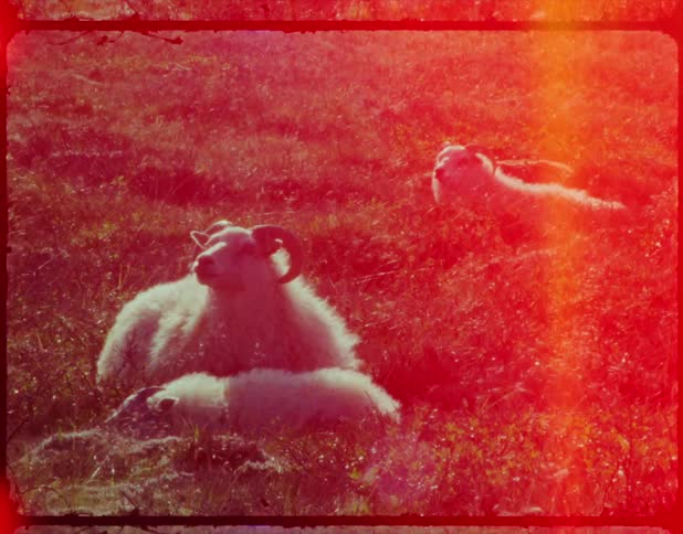 A tribe of goats leisurely resting on the grass on a field bleating on film
