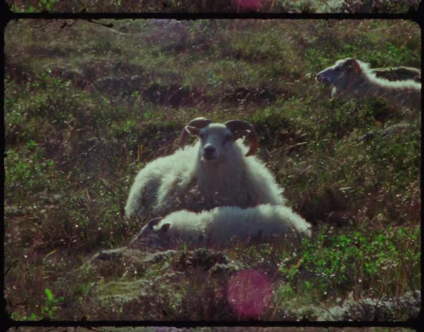 Landscape and zoom in to sheep sitting in a field with bright sunlight
