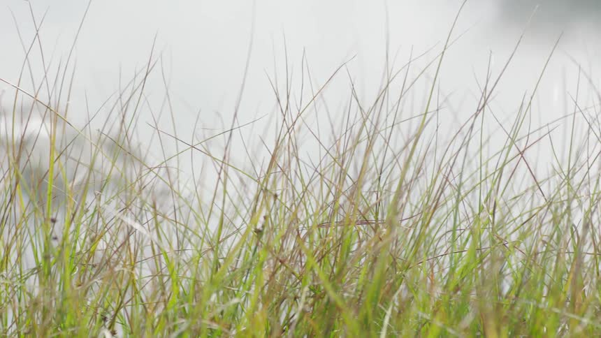 Close up of tall grass against the shoreline of a body of water on an overcast day