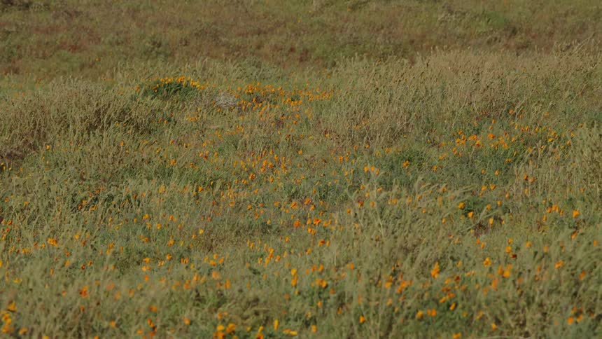 A steady breeze blows over a field filled with wildflowers and grass