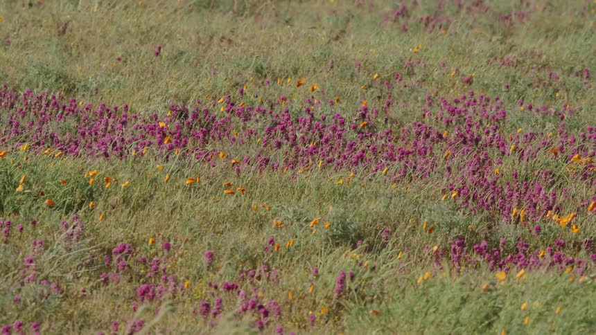 Purple and yellow flowers on grasslands blowing in the wind