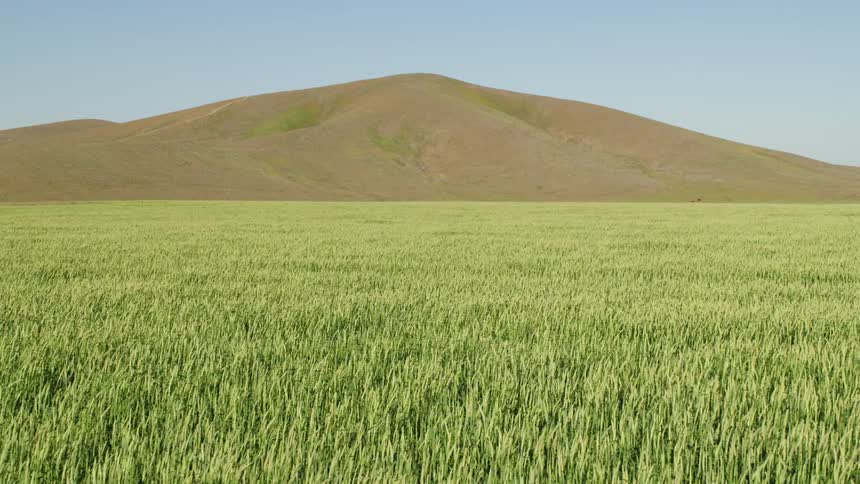Grass in a field blowing in the wind with a hill in the distance