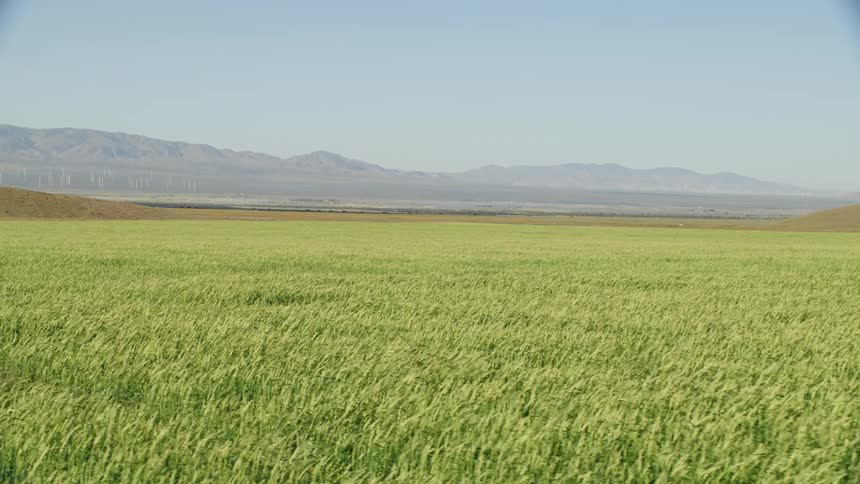 Drone shot of a field of wheat blades blowing in the wind