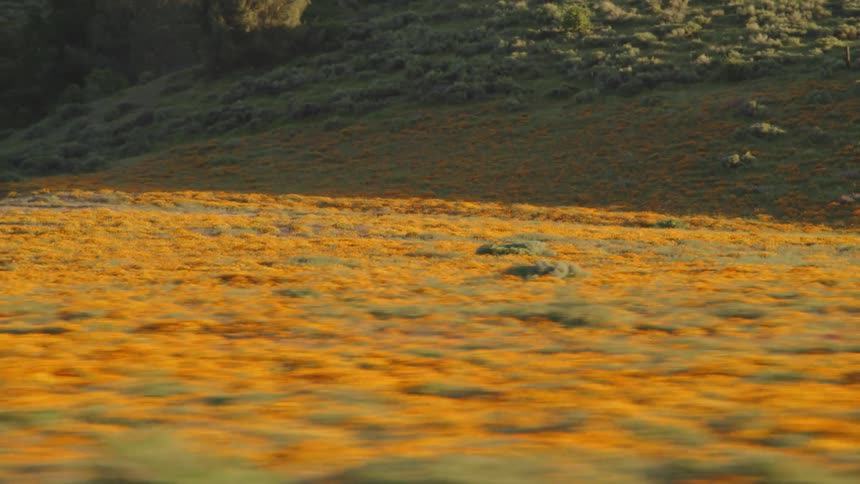 Camera pans over a grassy hill with a few people that overlooks a hill