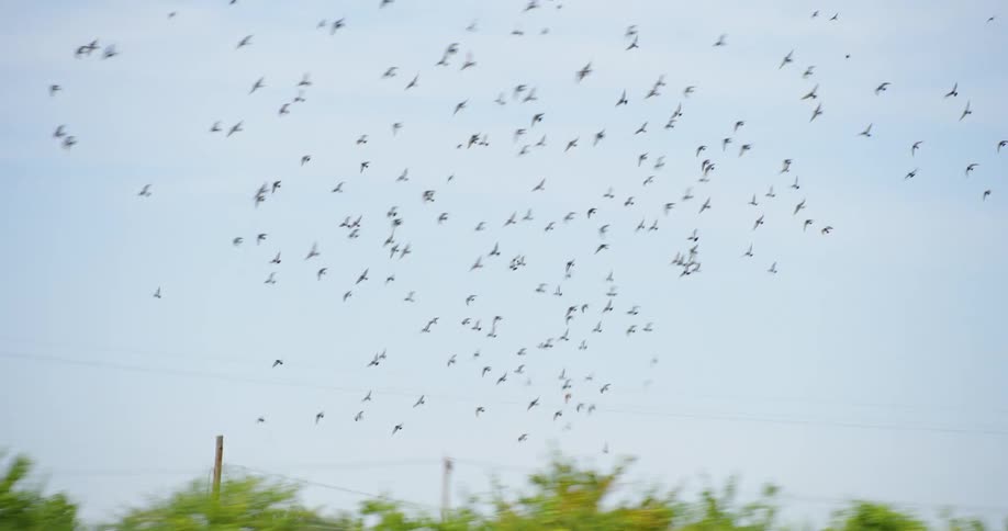 A flock of small birds swirls over a grassland next to a busy road in a rural area during the day