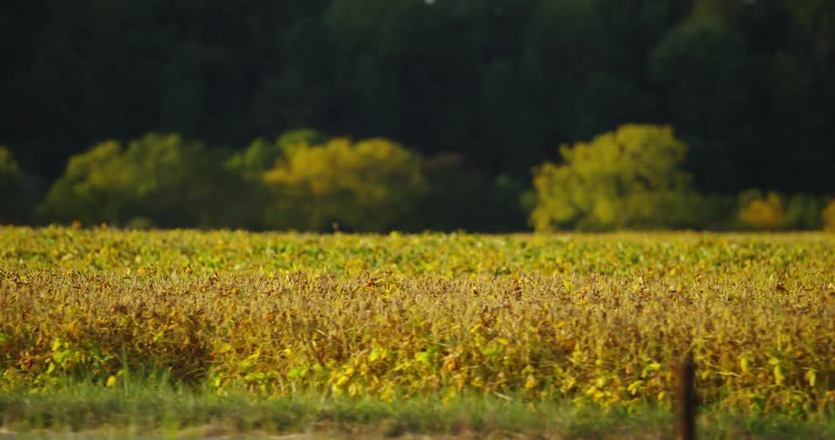 Farmland with crops next to trees in sunlight