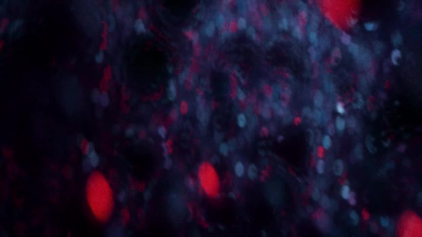 Swarms of spherical molecules float through the water