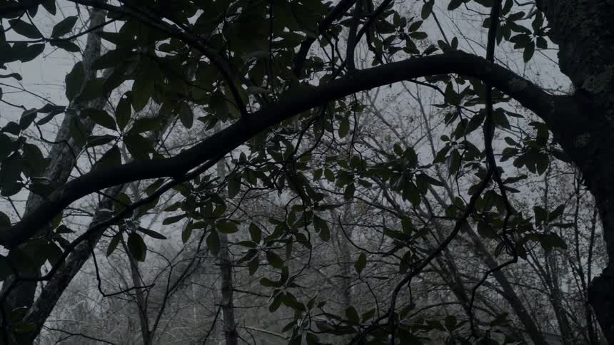 The branch of a tree in a foggy woodland on a cloudy day