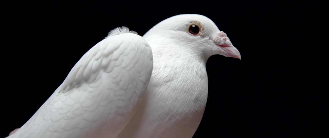 Close up of a white pigeon looking at the camera against a black background