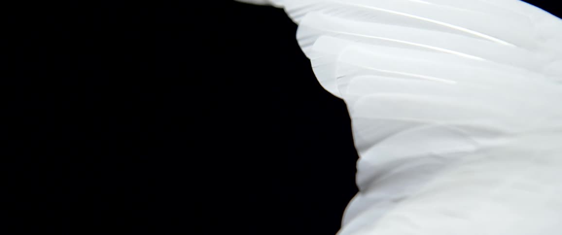 A close up of a birds wing and feathers is displayed