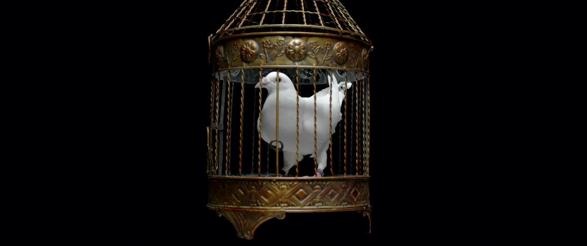 A white bird sits in an enclosed copper colored cage