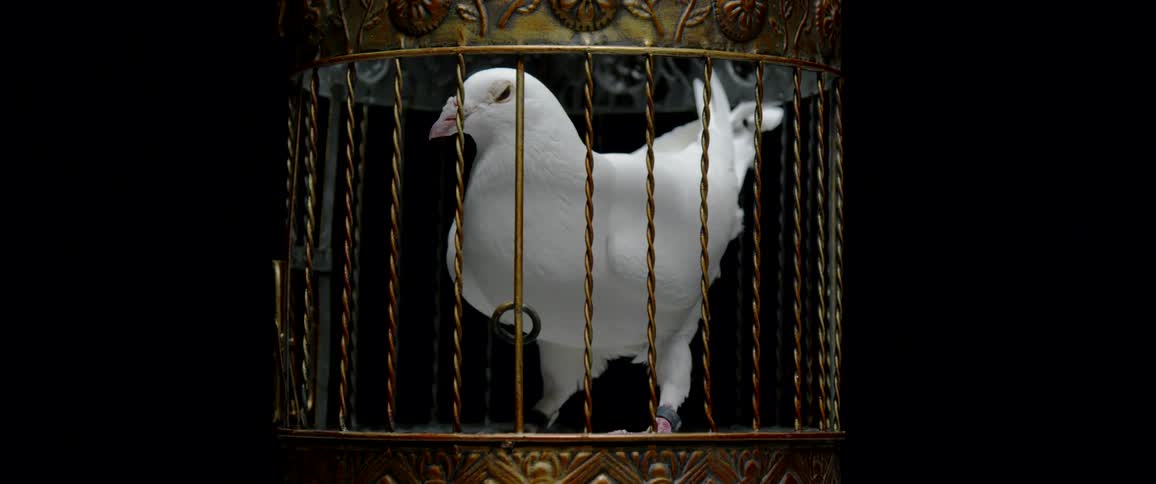 A bird is displayed in a cage