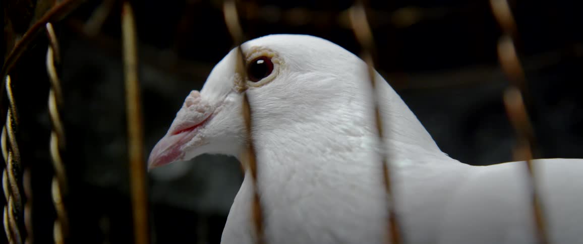 A bird white bird sitting outside