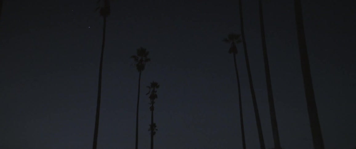 A row of tall palm trees line a road at night