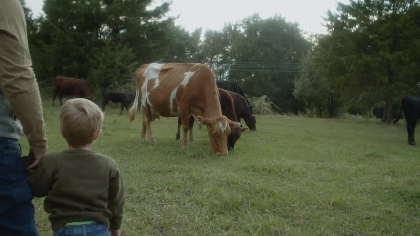 Father and son watching a herd of couws grazing on a field at day