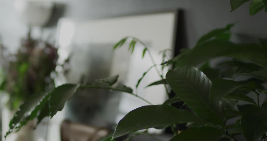 The leaves of a house plant gently sway in a house during the day