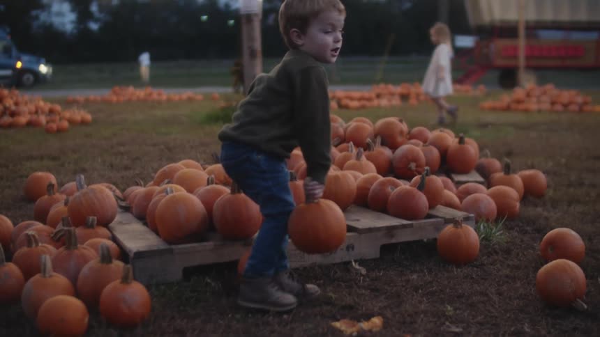 Boy picks a pumpkin from many pumpkins and runs with it