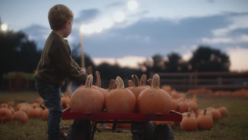 A young boy collects pumpkins from a fenced field and places them in a small wagon at sunset
