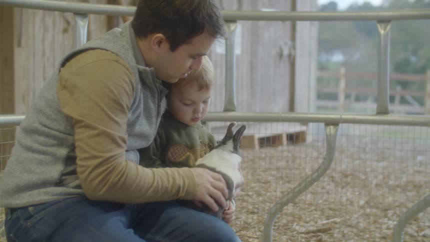 A father and son pet a bunny on a farm and a little girl walks in the pen and looks around