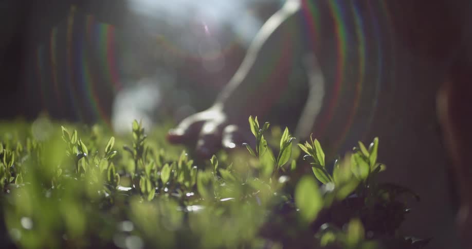 Young girl brushes a bed of herbs in a garden with her hands