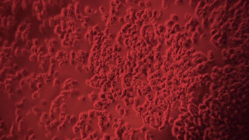Red blood cells that look like bacteria underneath the microscope