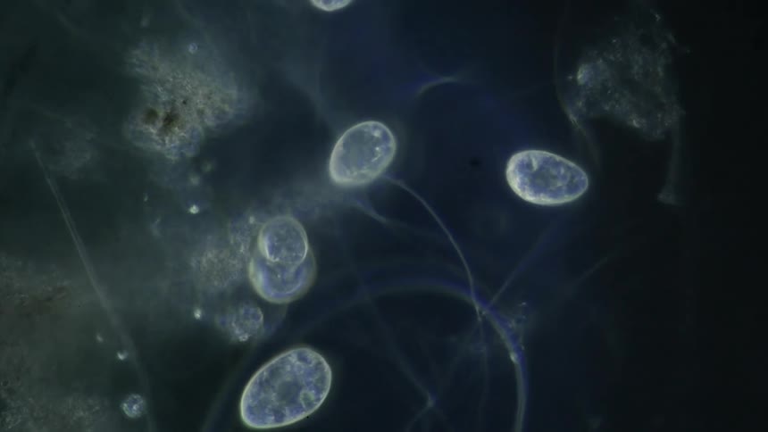 Microscopic live cells moving and interacting in a liquid