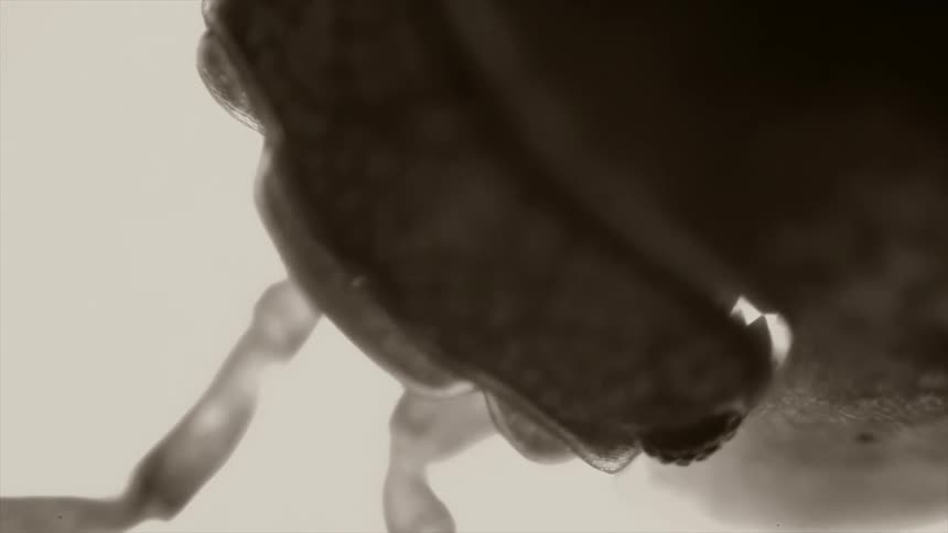A close up of an insects legs and head