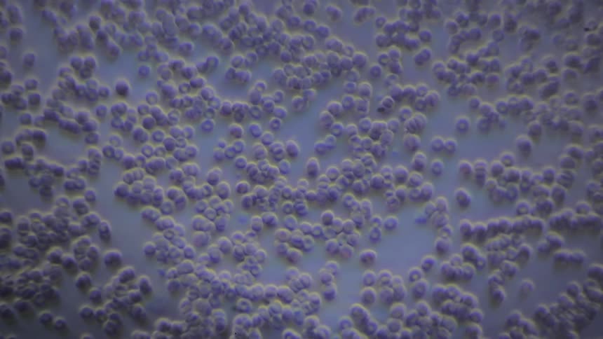 A close up of small micro organisims