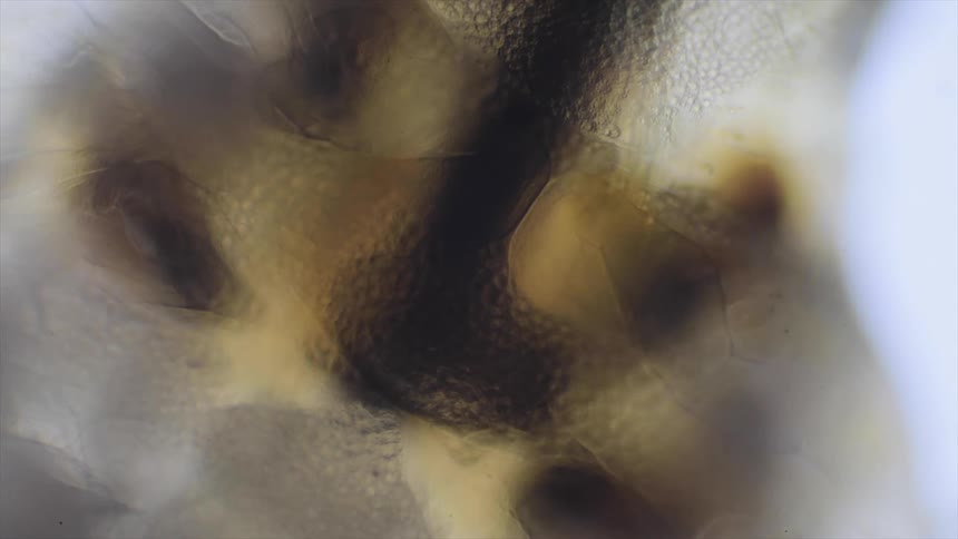 Eggs inside an insect move, captured under a microscope