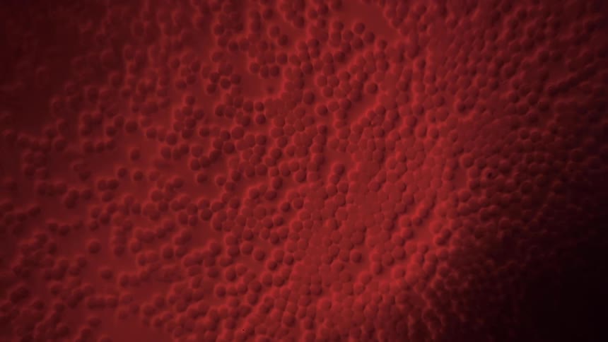Human blood cells move under a microscope