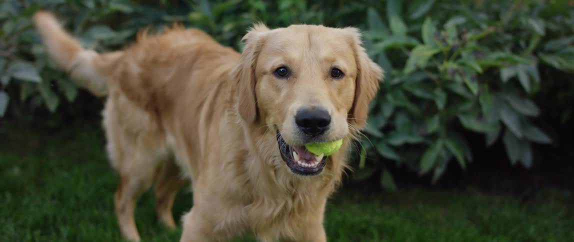Golden retriever with a tennis ball on its mouth looks at the camera playfully