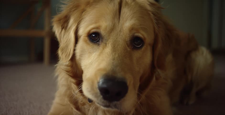 A beautiful golden retriever sits calmly on the floor before standing up