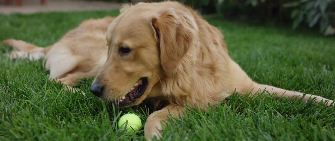 Golden retriever laying over the green grass on the backyard leisurely plays with a tennis ball