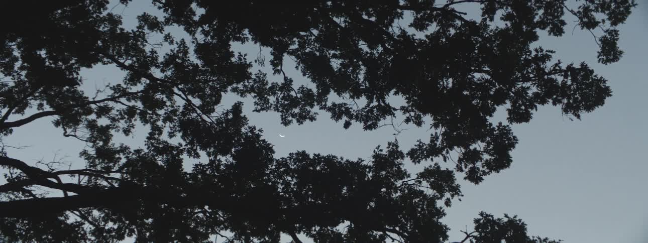 A sliver moon is showing between the trees in a clear sky